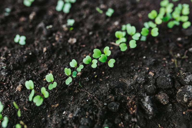 botany, fragility, watering can, leaf, no people, selective focus, mud, planting, growth, early, cultivation, springtime, cultivated, gardening, hoe, nature