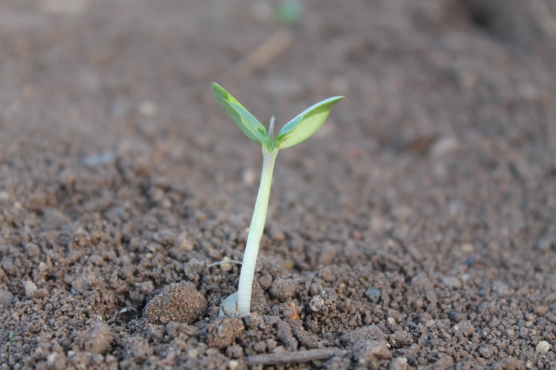growth, nature, leaf, green Color, young, agriculture, life, 4K, sprout, new, field, planting, beginnings, beauty in nature, potted plant, plantation
