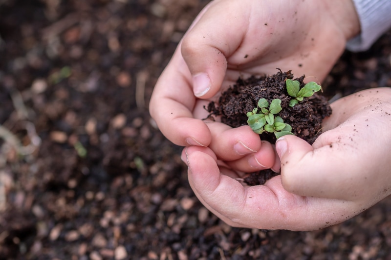 5K, nature, vegetable garden, keep, spring, green, carefully, sprout, food, human body part, seed, at the beginning, new, hands, environment, agriculture