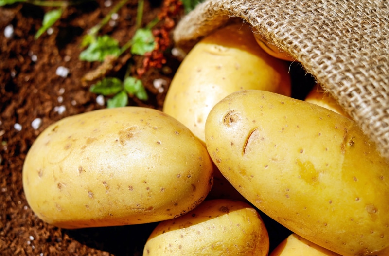 nature, raw potato, healthy eating, group of objects, raw food, vegetables, lot, potatoes, food, mango fruit, 4K, brown, food and drink, agriculture, potato