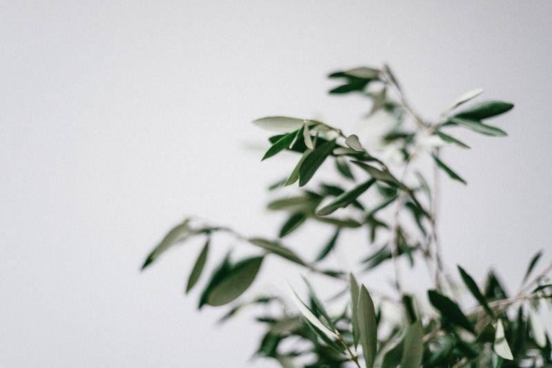 white walls and plant, herb, close-up, white wall, bird, indoors, selective focus, 5K, tree, flower, olive, plant, bamboo, leaf, day, food, jar, animal