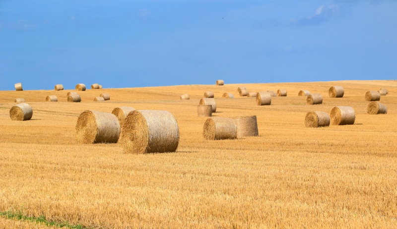 harvest time, rolled, plant, harvesting, agriculture, autumn, no people, scenics - nature, beauty in nature, day, farm, nature, hay bales, land love, tranquil scene