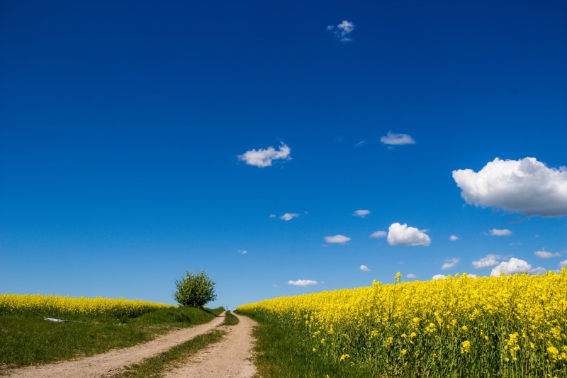 flower, scenics, oilseed Rape, road, 5K, plant, Sky, Cloud, Countryside, blue, grass lawn, Raps, grass, scenery, cloud - Sky, väg, daytime, moln, Landscape