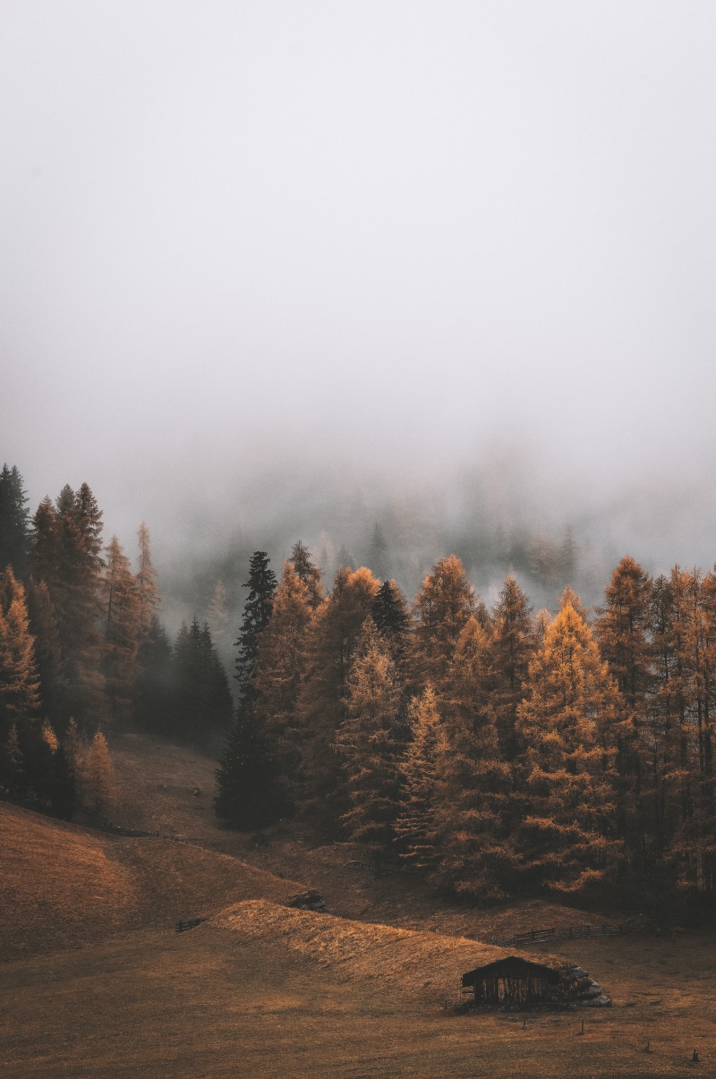dawn, scenics - nature, environment, plant, forest, mist, fall, pathway, landscape, conifer, growth, trees, desktop, daylight, coniferous tree