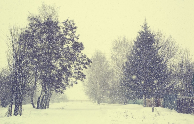 growth, nature, pine tree, tranquility, scenics - nature, winter, land, tree, along, filter, 1080P, extreme weather, non-urban scene, beauty in nature