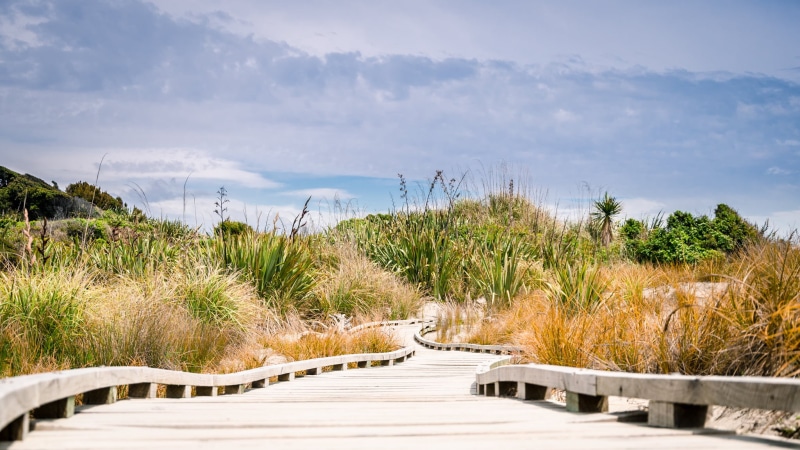 green, along, New-Zealand, Landscape, footbridge, boardwalk, outdoors, tree, Nature, green grass, wooden, West Coast  NZ, grass, path, footpath, Nouvelle