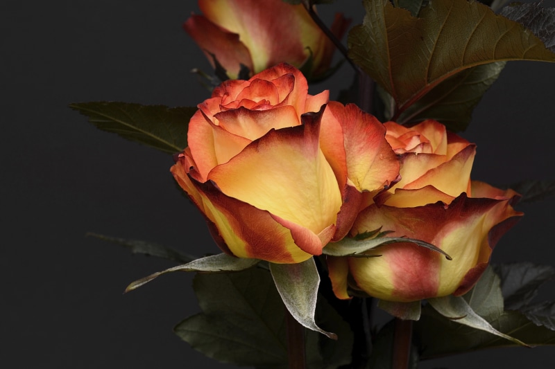 growth, noble, flower, freshness, 5K, red, anniversary, rose - flower, roses, flower head, plant part, bloom, flowering plant, yellow, orange, rose, petal