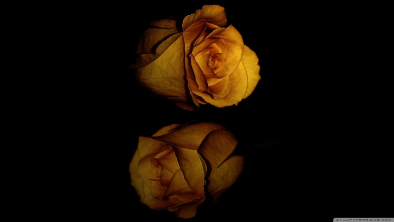inflorescence, plant, flower, fragility, black, reflection, flowering plant, black background, freshness, copy space, flowers, studio shot, indoors, dark