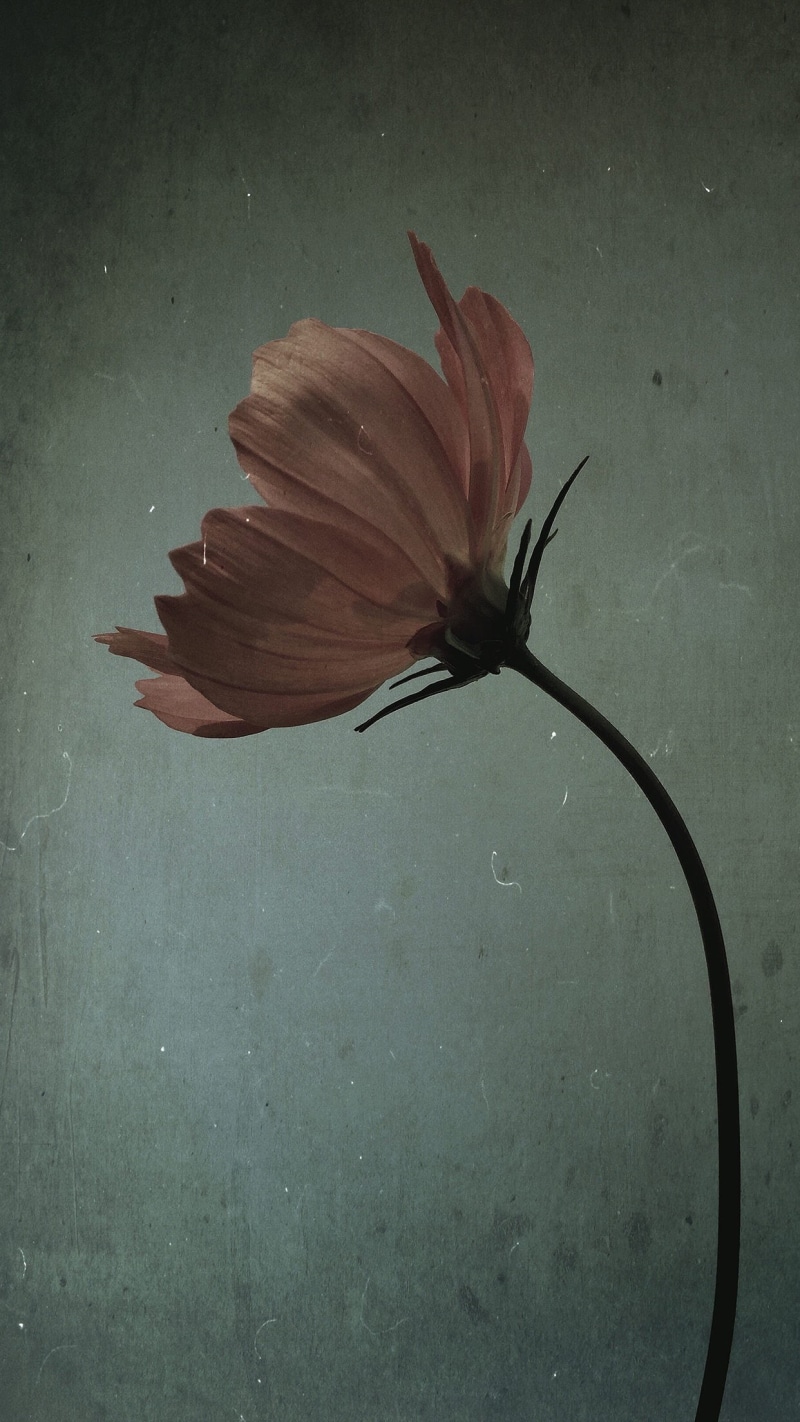 landscape, flower, indoors, plant stem, studio shot, beauty in nature, vulnerability, plant, nature, no people, 1080P, inflorescence, portrait display