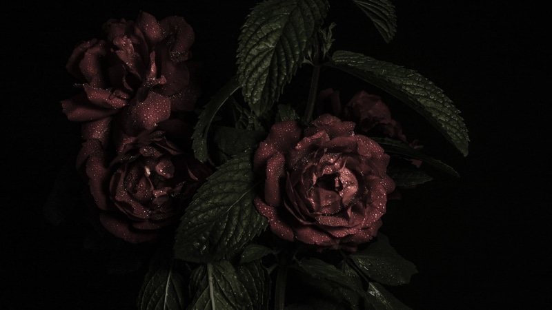 studio shot, petal, food, plant part, wilted plant, 1080P, freshness, brown, flower, nature, flowering plant, leaf, food and drink, close-up, leaves, inflorescence