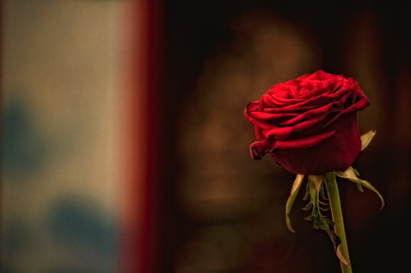 floral, close, freshness, plant stem, symbol, focus on foreground, rose - Flower, petal, romance, inflorescence, romantic, 4K, rose, indoors, no people