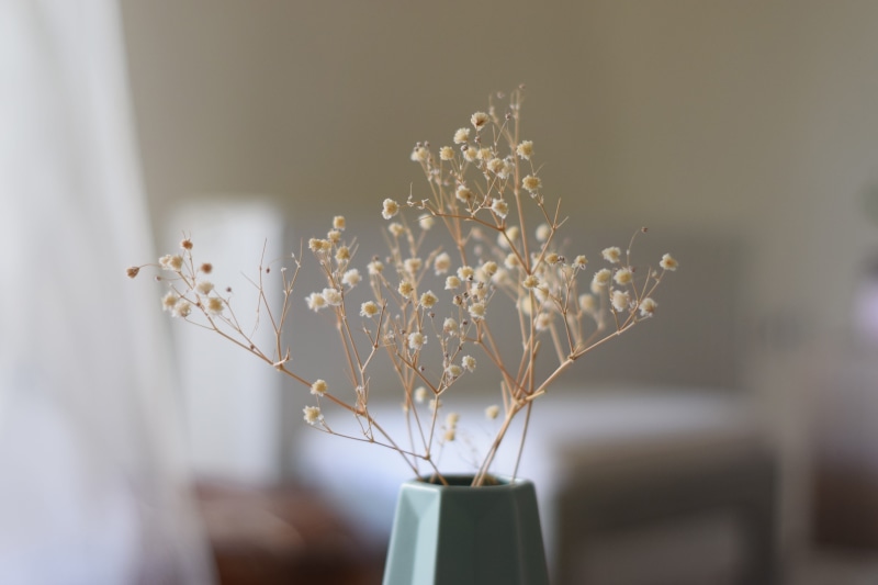 flowering plant, nature, wilted plant, day, greece, summer, minimal, beauty in nature, selective focus, interior, no people, vulnerability, flower arrangement