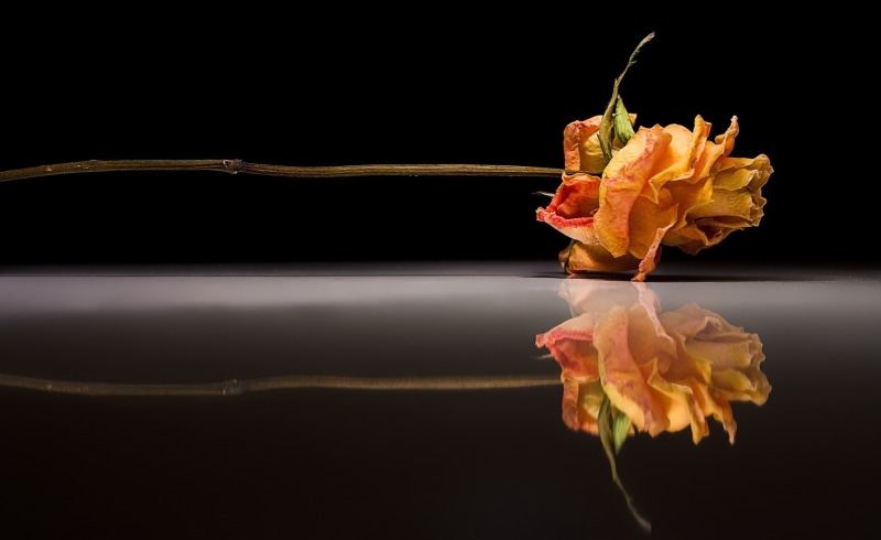 studio shot, plant, indoors, black background, inflorescence, 1080P, photography, wilted plant, flower, rose, reflection, single object, fragility, still life