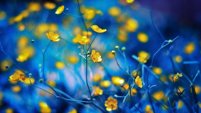 autumn, outdoors, field, flowers, freshness, backgrounds, green Color, summer, color, invertebrate, yellow, abstract, season, vibrant Color, colors, wildflower