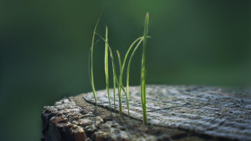 day, tree trunk, shallow, macro, field, springtime, tree, backgrounds, 1080P, wood - Material, simple background, green, no People, freshness, vulnerability