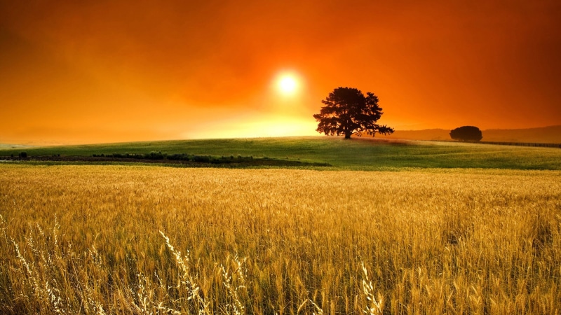cloud, wheat, cloud - sky, orange color, grain, growth, summer, sunset, beauty in nature, horizon, harvest, tree, sun, natural, 1080P, crop, ripe, season