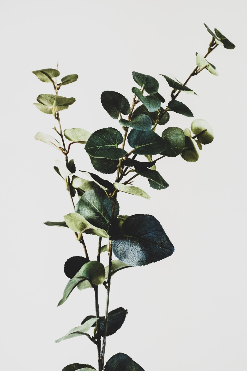 faux, flower, bird, no people, leaf, animal, eucalyptus, low angle view, growth, nature, freshness, spray, home, objects, outdoors, day, close-up, flora