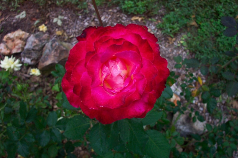 1080P, fragrant, 3d and abstract, survivor, rose, fall, garden
