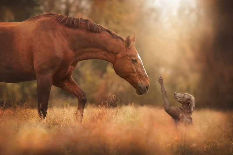 horse, Dog, meeting friends, meeting, 1080P