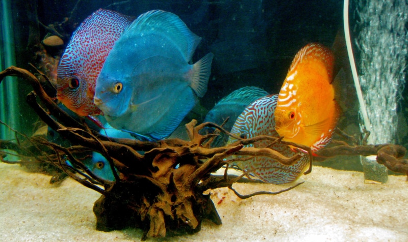 sea, swimming, crustacean, reef, undersea, sea life, water, fish tank, animals in captivity, aquarium, shoal, discuss, marine, group of animals, animal wildlife