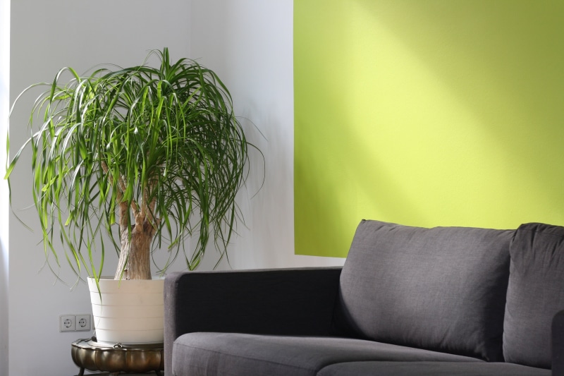 electric lamp, wall - building feature, comfortable, modern, potted plant, seminar, living Room, home showcase interior, coaching, houseplant, pillow, beside
