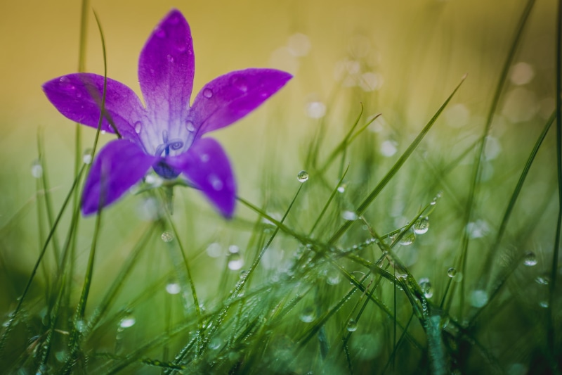 nikkor, pasque, grass  green, nikon, purple  violet, meadow, 1080P, green Color, water, d7100, springtime, freshness, morning, plant, closeup, summer
