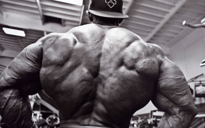 bodybuilding, 1080P, fitness, muscles, weight, lifting, body building, muscle