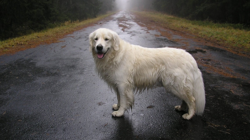 mouth open, pets, street, retriever, nature, wet, animal, white, animals, animal themes, one animal, vertebrate, 1080P, white color, looking, transportation