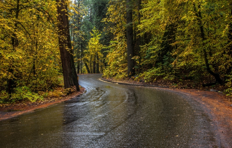 wet street, forest, road, street, asphalt, yellow, 4K, fall, foliage, nature