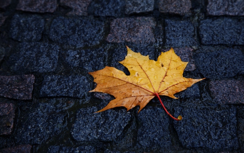 fragility, day, leaf, macro, street, 1080P, natural condition, beauty in nature, directly above, textured, pavements, dry, nature, leaves, no people, change