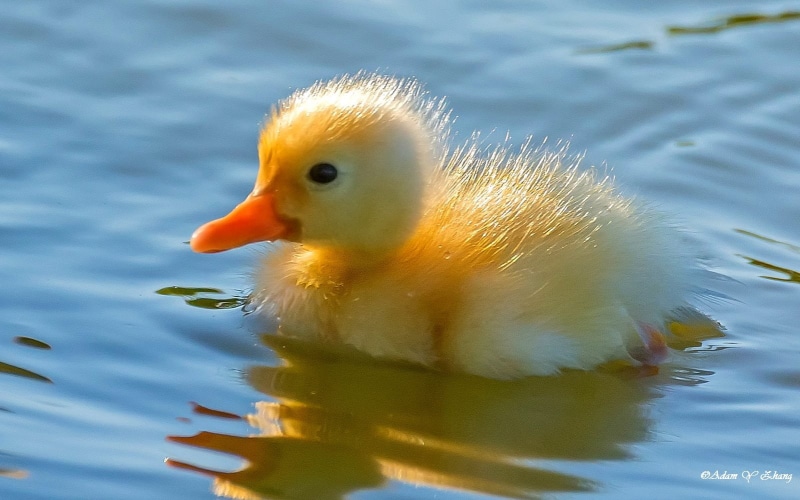 yellow duckling, gorgeous, body of water, Lake Mary, colors, beautiful, water, animal, Central  Florida, Macro, color, colorful, lens, Zoom, photography