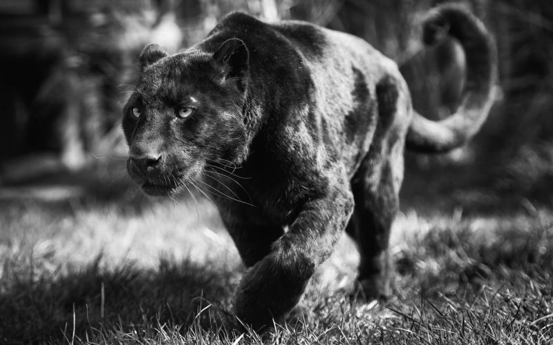 leopard, positions, attack, animals, black, position, 1080P, animal, panther
