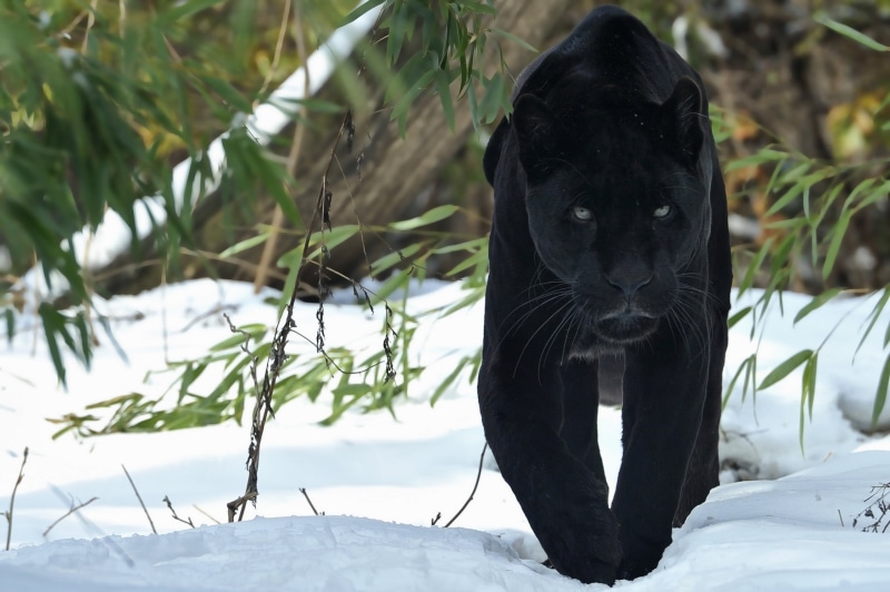 domestic animals, snow, field, cold temperature, close-up, winter, carnivore, big cat, black, land, walk, focus on foreground, wildlife, mammal, looking