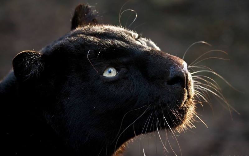 animal Eye, day, dark, domestic animals, seal - Animal, panther, no People, nature, herbivorous, mouth open, domestic, big cat, one Animal, cute, animal themes