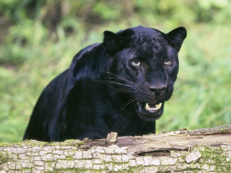 big cat, panther, 720P, undomesticated cat, nature, animals in the wild, close-up, looking at camera, mammal, one animal, adult, domestic animals, animal wildlife