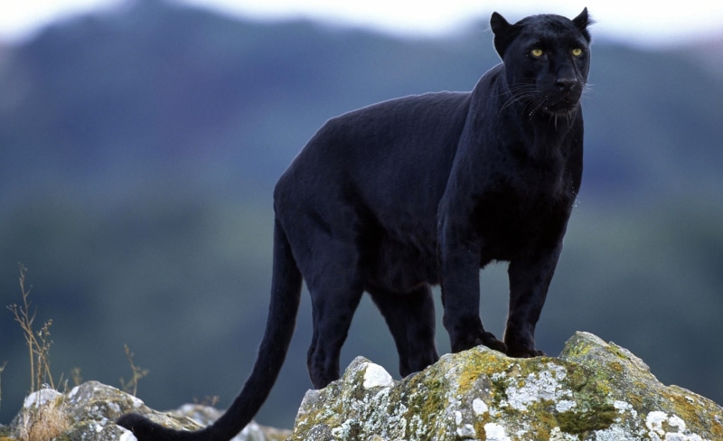 bird, Black, Panther, full length, rock - object, one animal, Wild, no people, animals in the wild, outdoors, 1080P, nature, vertebrate, Animals, mammal
