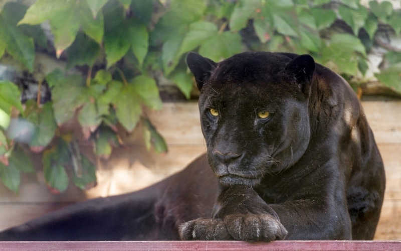 mammal, panther, looking at camera, vertebrate, animals, zoo, relaxation, close-up, whisker, domestic, one animal, animal, animal wildlife, black color