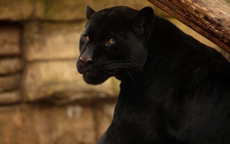 wild cat, panther, black panther, beautiful, black, 1080P