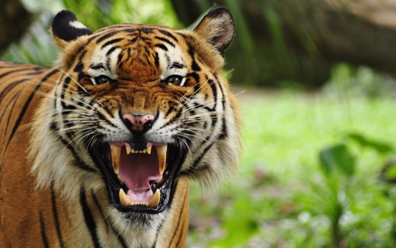 big, tiger, px, 1920x1200 px, animals, x, art, open, cats, big cats, nature, open mouth, 1080P, mouth, fields, hd