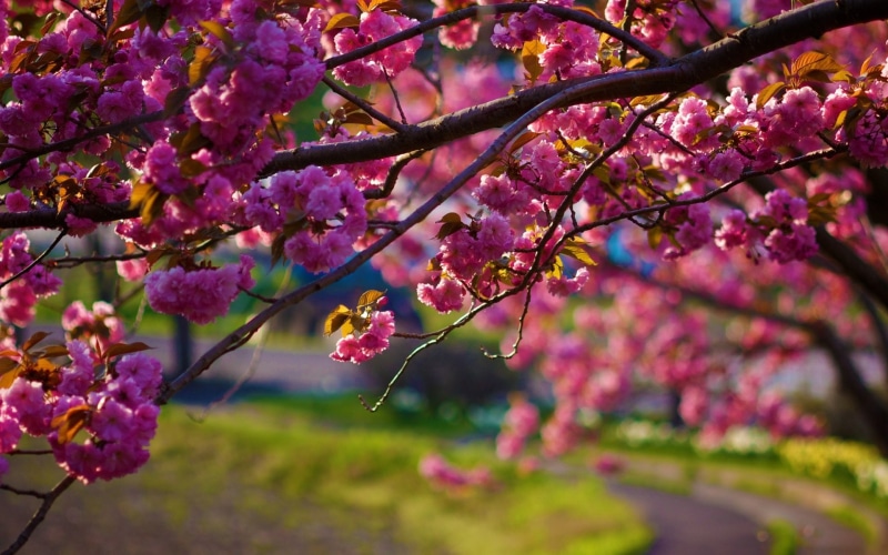 field, hd, anime, nature, PINK, depth of field, art, 1920x1200 px, galaxy, depth, x, 1080P, angel, px, Flowers, Trees