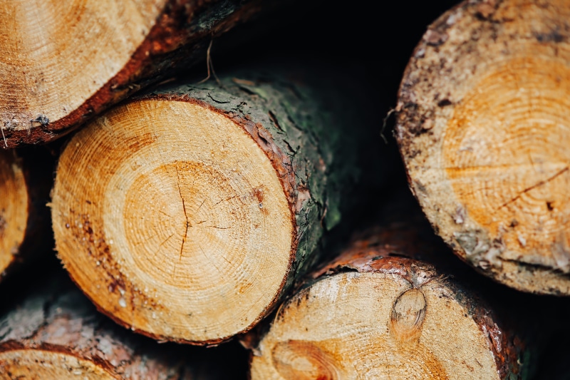 environmental issues, nature, trunks, woodpile, close-up, no people, backgrounds, industry, fossil fuel, 5K, fall, lumber Industry, heap, deforestation