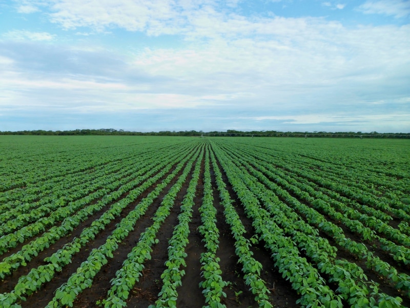 field, rural scene, cloud - sky, crop, environment, 1080P, tranquility, leafed, land, plants, nature, green, no people, in a row, filled, landscape, farming
