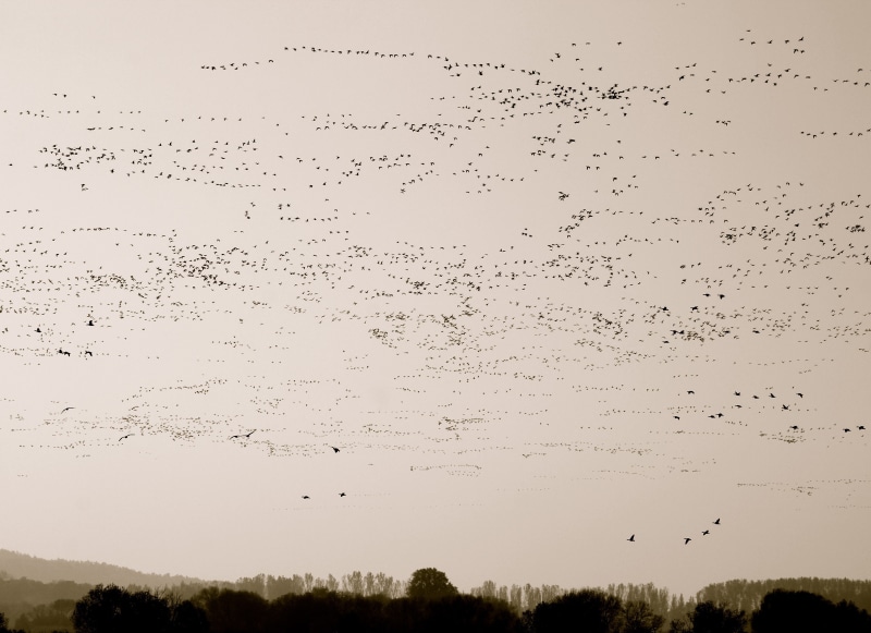 animal wildlife, animal, flight engen, animals in the wild, 2K, connection, flock of birds, tree, birds, outdoors, plant, animal themes, nature, communication