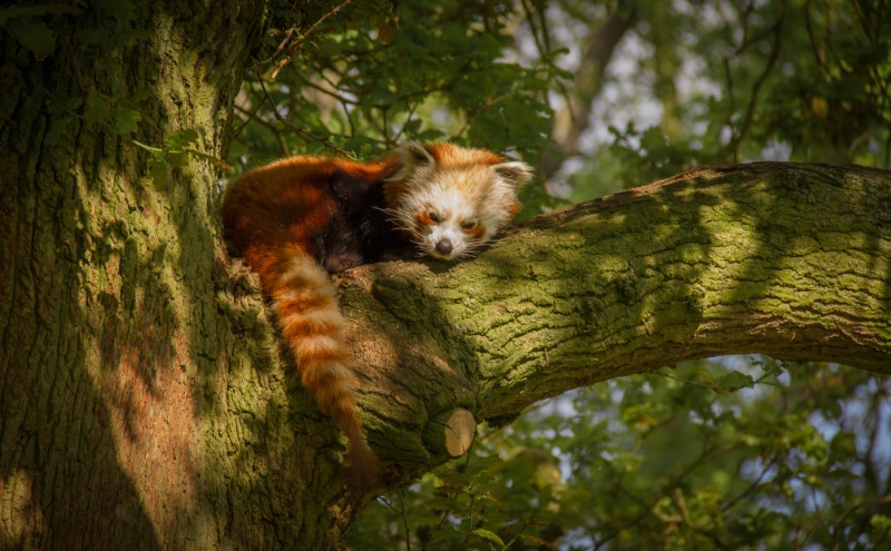 #wildlife, plant, whipsnade, ##asium, #tree, trunk, forest, fox, #zoo, tree, zoo animal, laying, sunshine, one animal, tree trunk, focus on foreground