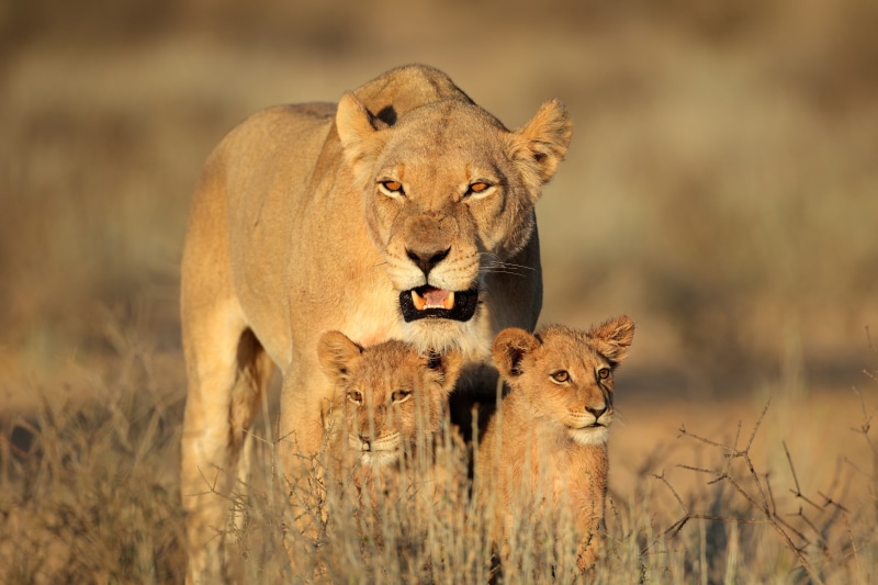 national Park, animal, animals Hunting, lion, lion cubs, lion - Feline, cub, outdoors, big Cat, savannah, young animal, africa, wilderness Area, tanzania