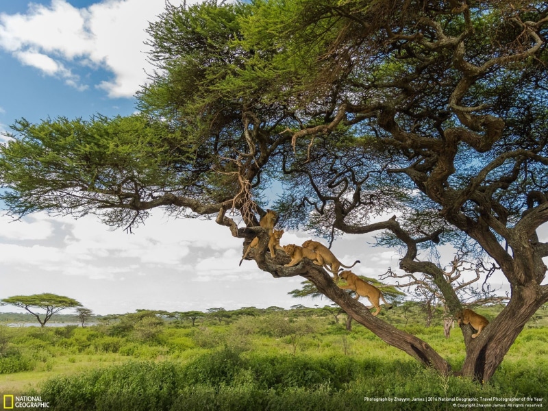 land, day, tanzania, scenics - nature, tv, tranquility, tree trunk, traffic, nation, environment, screenshot, national, tranquil scene, nature, outdoors