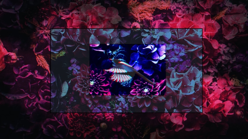 rose, birds, chromatic aberration, 1080P, flowers, aestethic