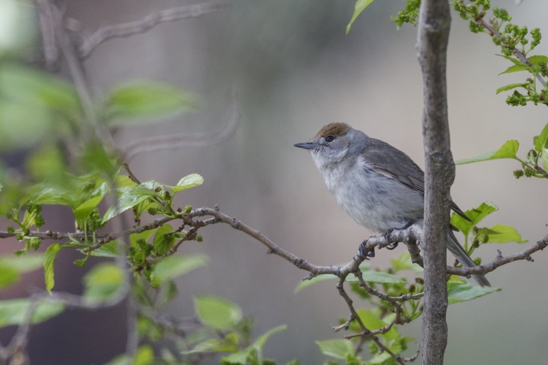 gray, shallow focus, animal, fauna, white, focus, blackcap, 720P, perched, wildlife, tête, beak, capirotada, sylvia  curruca, ave, sylvia, de, atricapilla