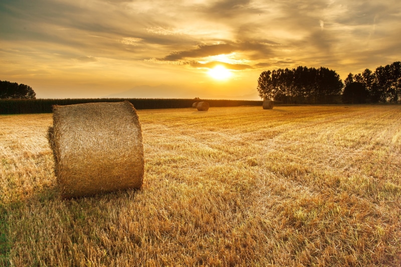 outdoors, no people, agriculture, summer, gold Colored, hay, autumn, hour, farm, sky, yellow, sunset, 1080P, wheat, countryside, roll, nature, scenics - nature