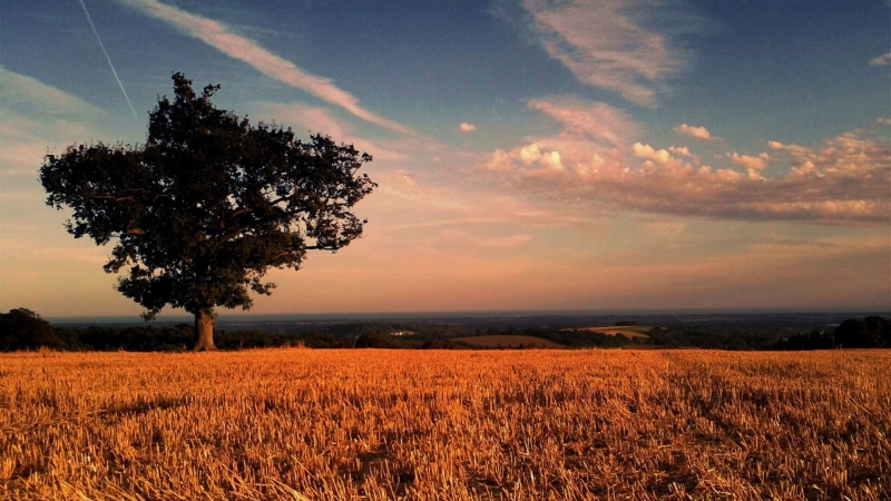 Sussex, Lonely Tree, outdoors, 10f, golden, agriculture, photo, sunset, sky, golden hour, nature, Orange  Tree, landscape, yellow, tree, hour, field, 1080P